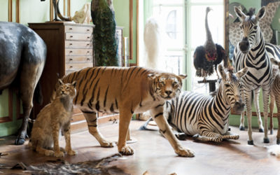 PARIS – Deyrolle Taxidermist