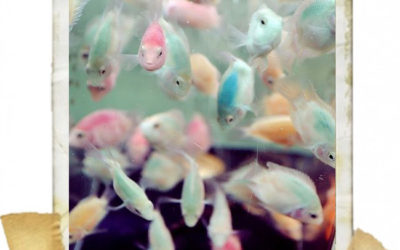 MOMENT OF / pastel fishies