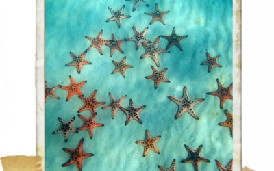 MOMENT OF / star fishies