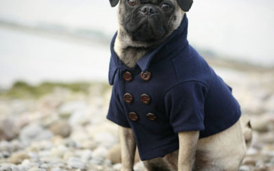 LOVE / doggy jackets by ROVER