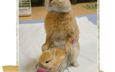 MOMENT OF / bunny shopping